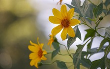 Dã quỳ trải vàng lối lên núi Ba Vì