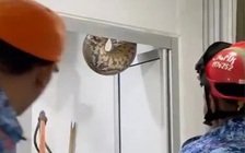 Kinh hãi khi phát hiện con trăn 60 kg từ trần nhà tắm