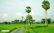 Trên cánh đồng thốt nốt An Giang vào mùa đẹp nhất trong năm