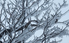 Băng giá xuất hiện trên đường lên đỉnh Tà Xùa