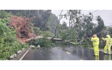 Cây cổ thụ ngã ở đèo Mimosa đè trúng ô tô