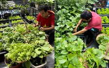 Vườn rau sân thượng xanh mướt ở TP.HCM: Bí quyết từ… bã đậu nành và cá