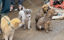 Chợ chó Bắc Hà tấp nập trong mưa rét