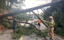 Thông cổ thụ bật gốc, QL27 nối Đà Lạt - Phan Rang ách tắc 2 giờ