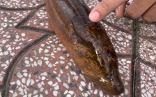 Cần Thơ: Bắt được con lươn nặng gần 2 kg trên sông Maspero