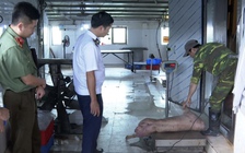Hưng Yên: Khởi tố cặp vợ chồng giết mổ heo bệnh để bán