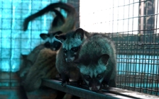 Thu tiền tỉ mỗi năm từ mô hình nuôi cầy hương