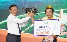 Loài cua bí ẩn trong rừng ngập mặn Cà Mau hai lần chiếm ngôi 'vua cua'