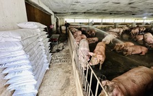 Chăn nuôi thiệt hại nặng do mưa lũ, tết này có thiếu thịt?