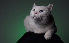 Mèo Thái chính thức trở thành biểu tượng quốc gia của Thái Lan