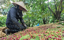 Nông sản xuất khẩu 'khổ' vì thuế