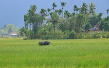 Ngày lũ dữ - ngày nắng lên: Phú Yên cũ trong khung hình đối lập đến nghẹn lòng
