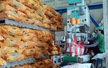 Bất ngờ 'giá gạo tăng mỗi ngày' dù Philippines chưa mở cửa, vì sao?
