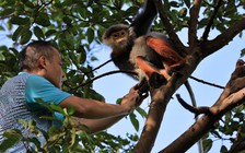 Voọc chà vá chân nâu quý hiếm: Khoảnh khắc giải cứu trên bán đảo Sơn Trà