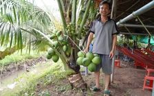 Nông dân miền Tây trồng giống dừa lùn ra trái chi chít