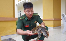 Quảng Ngãi: Thiếu nữ 16 tuổi phát hiện đồi mồi quý hiếm, nhờ biên phòng cứu hộ