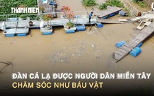 Đàn cá lạ trên sông Tiền được người dân miền Tây chăm sóc như báu vật