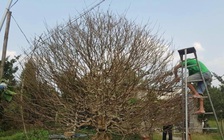 Người trồng hoa đối diện 'nỗi lo kép'