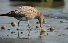 Rao bán chim hoang dã trên Facebook, bị phạt bao nhiêu?