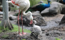 Sau gần 20 năm, Thảo Cầm Viên Sài Gòn đón chim hồng hạc con đầu tiên chào đời