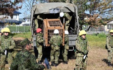 Gấu tấn công người liên tục, Nhật Bản điều binh lính hỗ trợ bắt