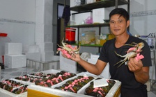 Cua Cà Mau khẳng định vị thế đặc sản quốc gia