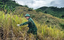 Đà Nẵng khẩn trương sơ tán dân, ứng phó bão Kalmaegi trước ngày 6.11