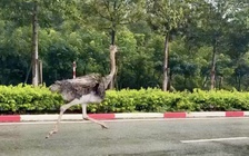 Tạm giữ chim đà điểu chạy tốc độ cao gây mất an toàn giao thông ở TP.HCM