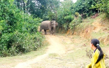 Voi rừng vào nhà dân ở Nghệ An tìm muối