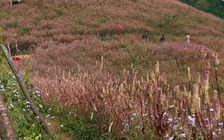 Lạc lối ở Mù Cang Chải mùa hoa Chi Pâu