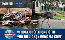 Toàn cảnh 17h: Thoát chết thần kỳ trong chiếc ô tô bẹp dúm | Con đà điểu chạy rong ở TP.HCM đã chết