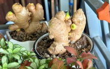 Độc lạ bonsai gừng thành 'trend', vườn kiểng ở TP.HCM bất ngờ đắt hàng