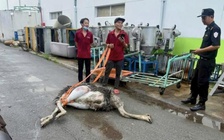 Chim đà điểu bị tạm giữ đã chết, cơ quan chức năng TP.HCM đưa đi tiêu hủy
