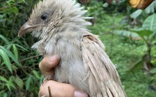 Hiếm gặp: Bìm bịp bạch tạng xuất hiện trong tự nhiên ở Ninh Bình gây bất ngờ