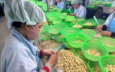 'Bi kịch' của ngành điều