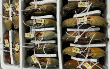 Cà Mau phát triển vùng nguyên liệu cua biển xuất khẩu sang Trung Quốc