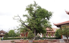 Hào khí nhà Tây Sơn vọng về từ ký ức: Cây me, giếng nước kể chuyện xưa