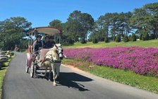  Xe ngựa Đà Lạt: Sản phẩm du lịch đặc thù cần khôi phục và phát triển