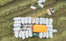 Việt Nam tăng nhập khẩu gạo, dù xuất khẩu giảm sâu