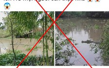 Cá sấu 'khủng' xuất hiện ở kênh xáng Nàng Mau là thông tin sai sự thật