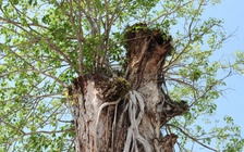 Độc đáo cây dầu cổ thụ hơn 300 tuổi: Chết mà như vẫn sống