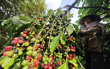 Báo động giá cà phê
