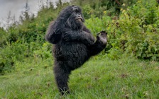 Những bức ảnh hài hước trong cuộc thi thế giới động vật hoang dã