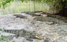 Bắn điện để di chuyển 12 con cá sấu ‘khủng’ trong khu du lịch Thủy Châu ở TP.HCM