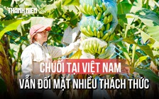 Vì sao xuất khẩu chuối tại Việt Nam vẫn đang là một thách thức lớn? 
