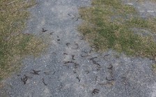 Quảng Trị: Giun đất trồi lên mặt đường rồi chết hàng loạt chưa rõ nguyên nhân