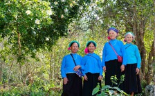 Bình Liêu mùa hoa sở gọi bước du khách