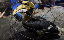 TP.HCM: Liên tiếp bắt được chim nghi là hồng hoàng quý hiếm tại xã Xuân Thới Sơn