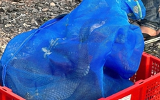 Quảng Trị: Bắt vụ vận chuyển gần 1 tấn rắn hổ mang từ Lào về Việt Nam