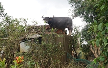 Những con vật khiến cộng đồng dõi theo suốt năm 2025